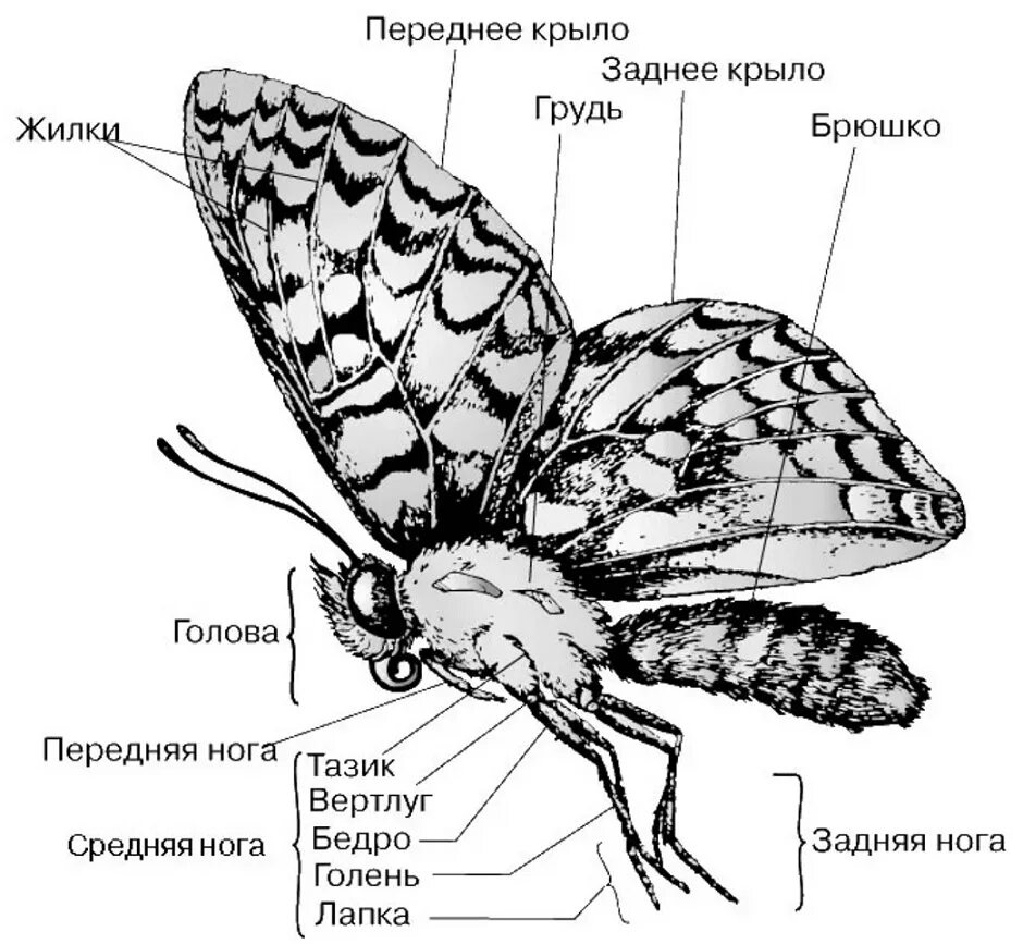 Конечности чешуекрылых. Строение бабочки капустницы схема. чешуекрылые бабочки строение. строение крыла чешуекрылых. внешнее строение бабочки.