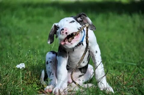 It our dog