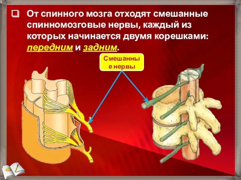 Функция смешанных нервов