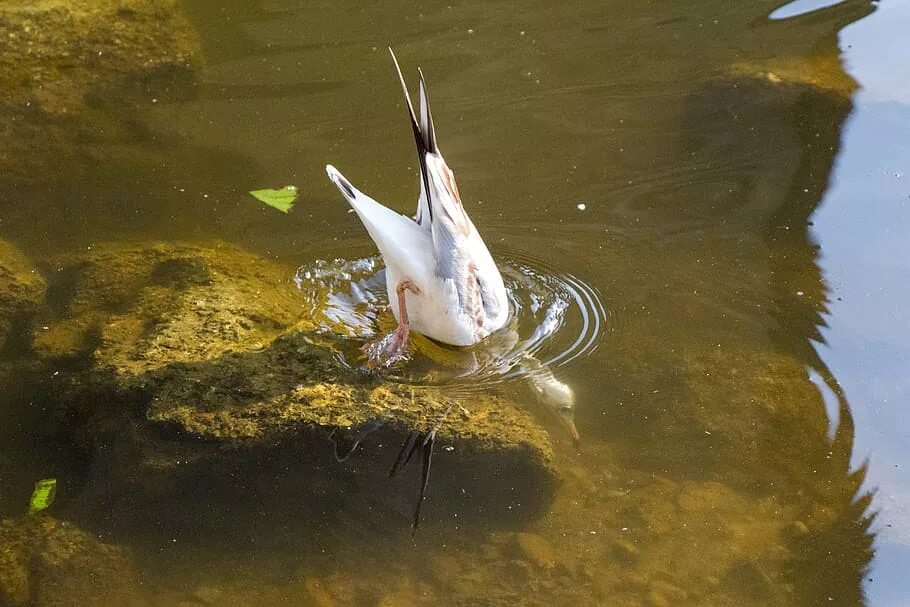 В воде ныряет в реку. Птица ныряльщик. Чайка ныряет в воду. Птица ныряющая в воду. Чайка на воде.