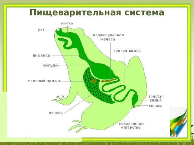 Сравните строение пищеварительной системы земноводных и рыб. Схема пищеварительной системы лягушки. пищеварительная система лягушки 7 класс. пищеварительная система рыб схема. схема пищеварительной системы птицы.