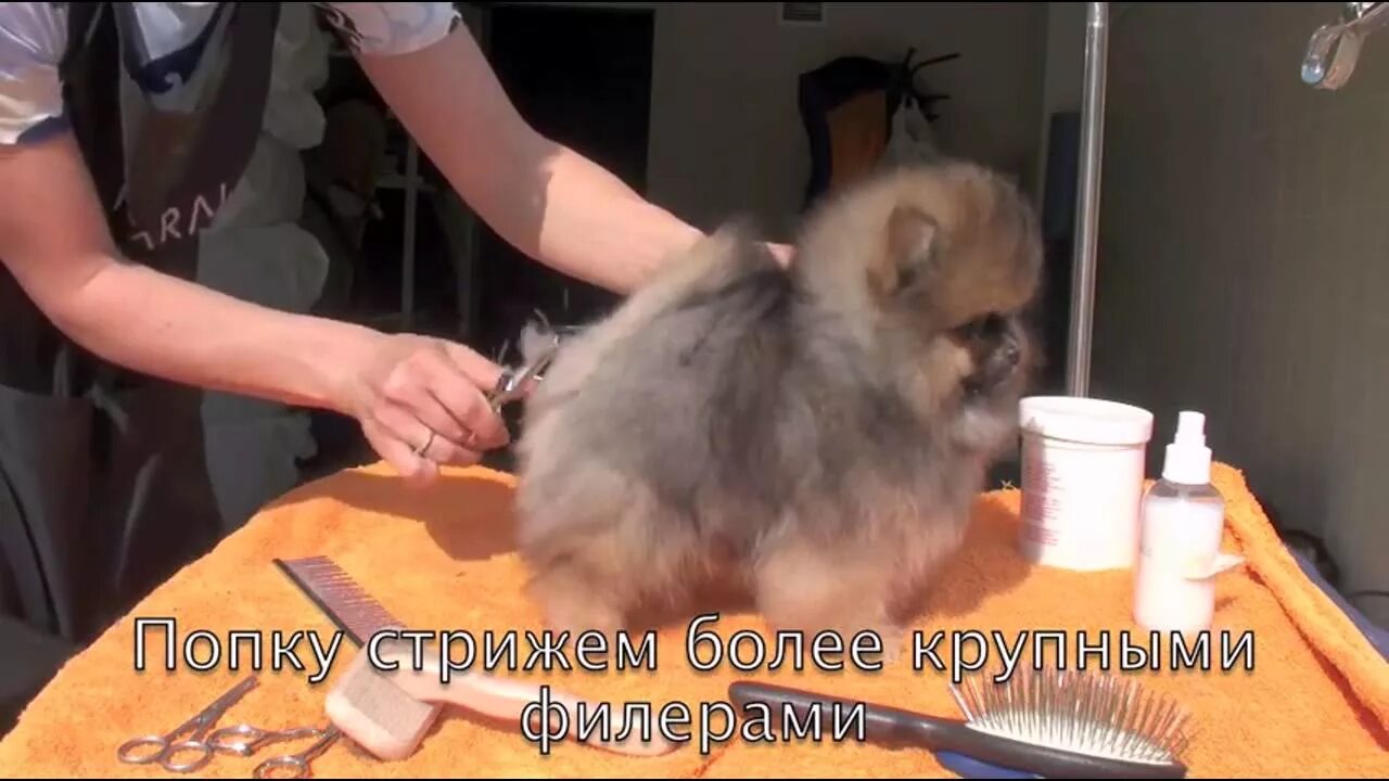 Шпиц нужно ли одевать. Правильное расчесывание шпица. стрижка ушей померанского шпица. вычесанный шпиц.