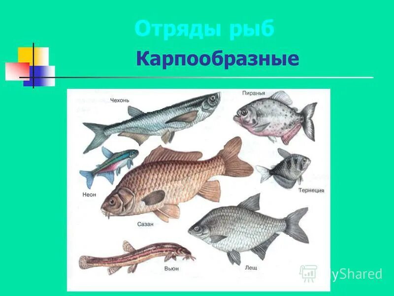 Отряд Карпообразные рыбы. К классу костных рыб относятся. Какие рыбы относятся к классу костные