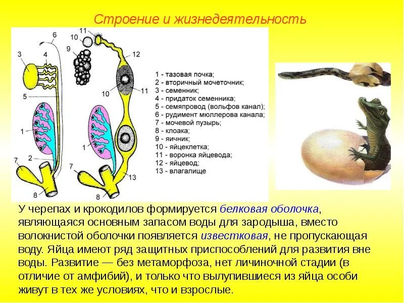 Строение эмбриона рептилий. Развитие пресмыкающихся. Строение яйца рептилий. Оболочки яйца пресмыкающихся.