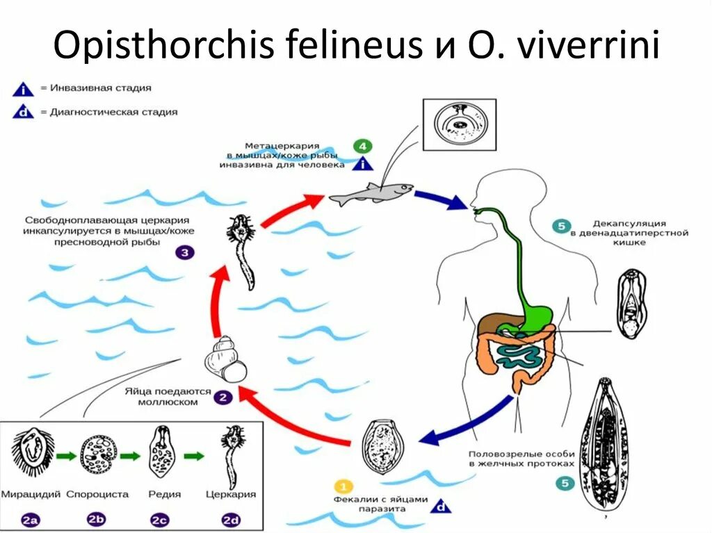 Кошачья двуустка какое развитие. Схема жизненного цикла Opisthorchis felineus. Стадии жизненного цикла Opisthorchis felineus. Схема жизненного цикла гельминтов описторхоз. Opisthorchis felineus жизненный цикл.