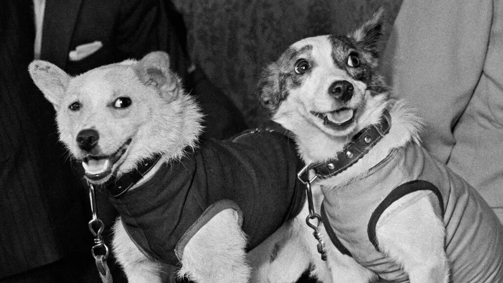 Собаки белка и стрелка в космосе. Белка и стрелка полёт в космос 1958. Белка и стрелка собаки в космосе в 1960. 19 августа 1960