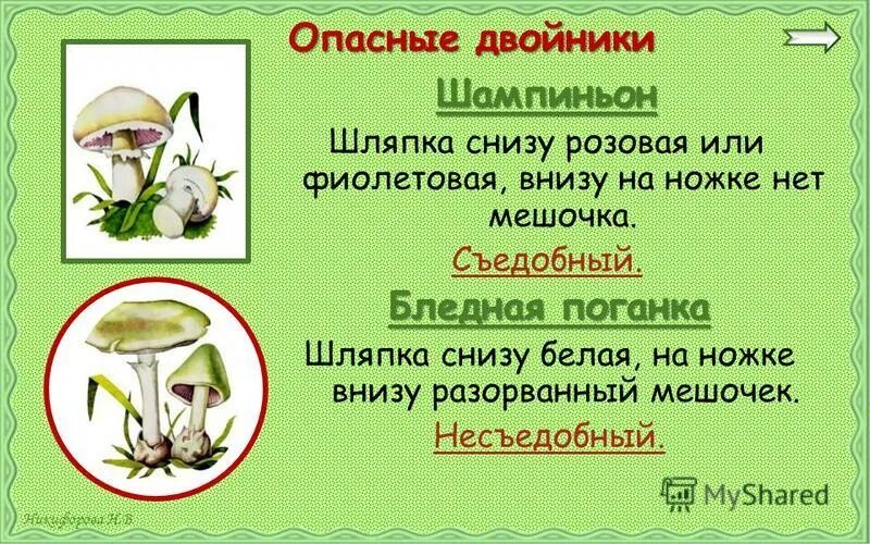 бледная поганка шляпка снизу. двойник бледной поганки съедобный гриб. грибы двойники опенок летний опасный двойник. гриб двойник шампиньона ядовитый. двойник бледной поганки съедобный гриб.