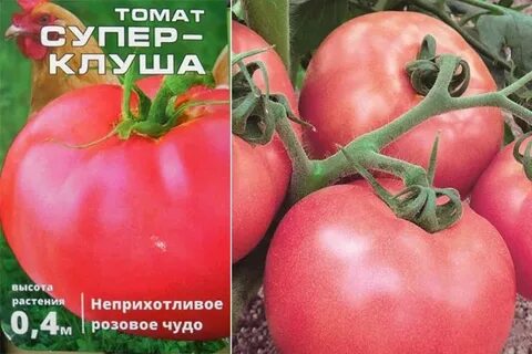 Сорт томатов клуша характеристика и отзывы