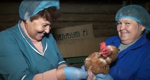 Вакцинация цыплят