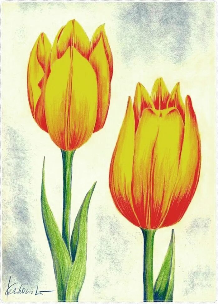 Тюльпаны рисунок. Тюльпаны цветными карандашами. Рисование тюльпанов. Цветы цветными карандашами. Нарисовать рисунок тюльпаны