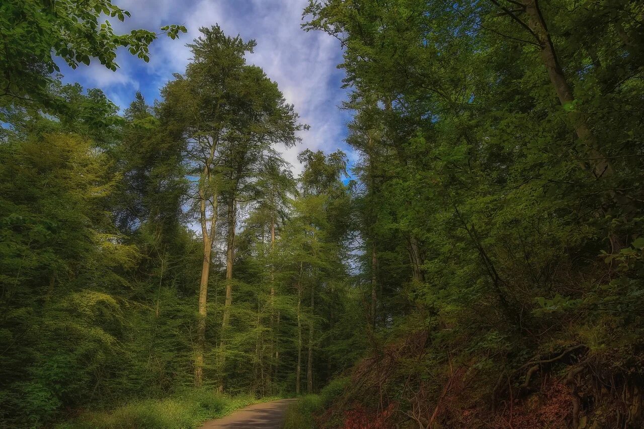 Густой лес. Панорама леса. Лес панорама. Хвойный лес панорама.