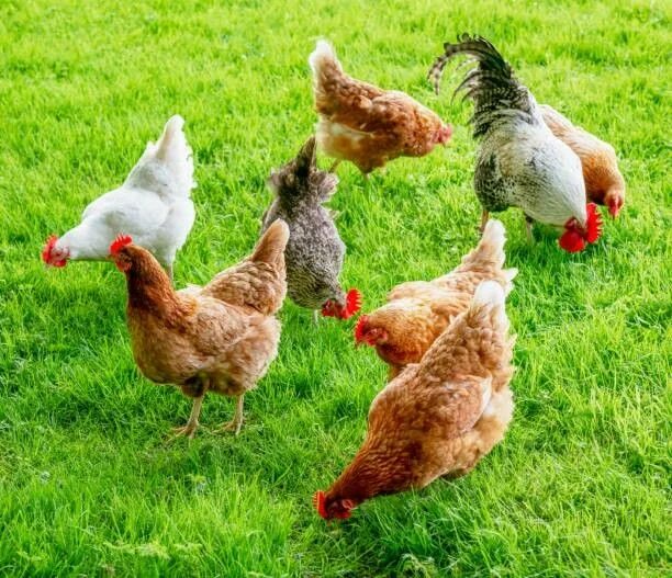 Группа куриц как называется. Группа курицы. группа курочки. группа с курами. группа куриц до 10 штук.