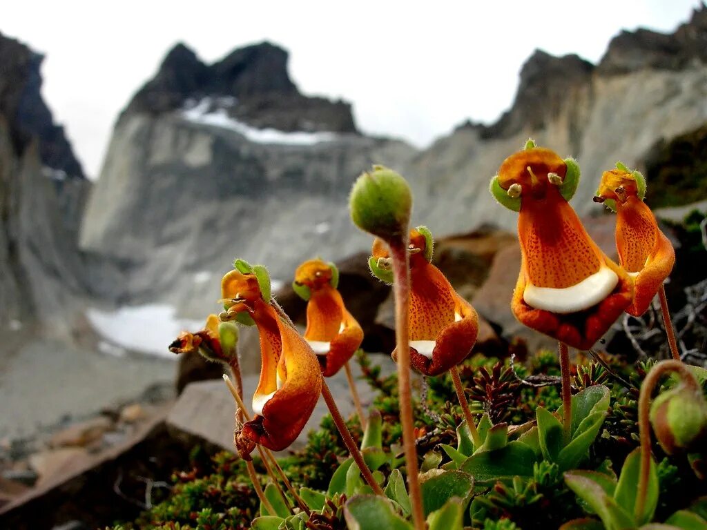 Кальцеолярия унифлора (calceolaria uniflora). Кроталярия каннингема. Свайнсона прекрасная (swainsona formosa). Дионея мухоловка. Растения удивляют.