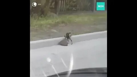 Ворон переводит ежика через дорогу