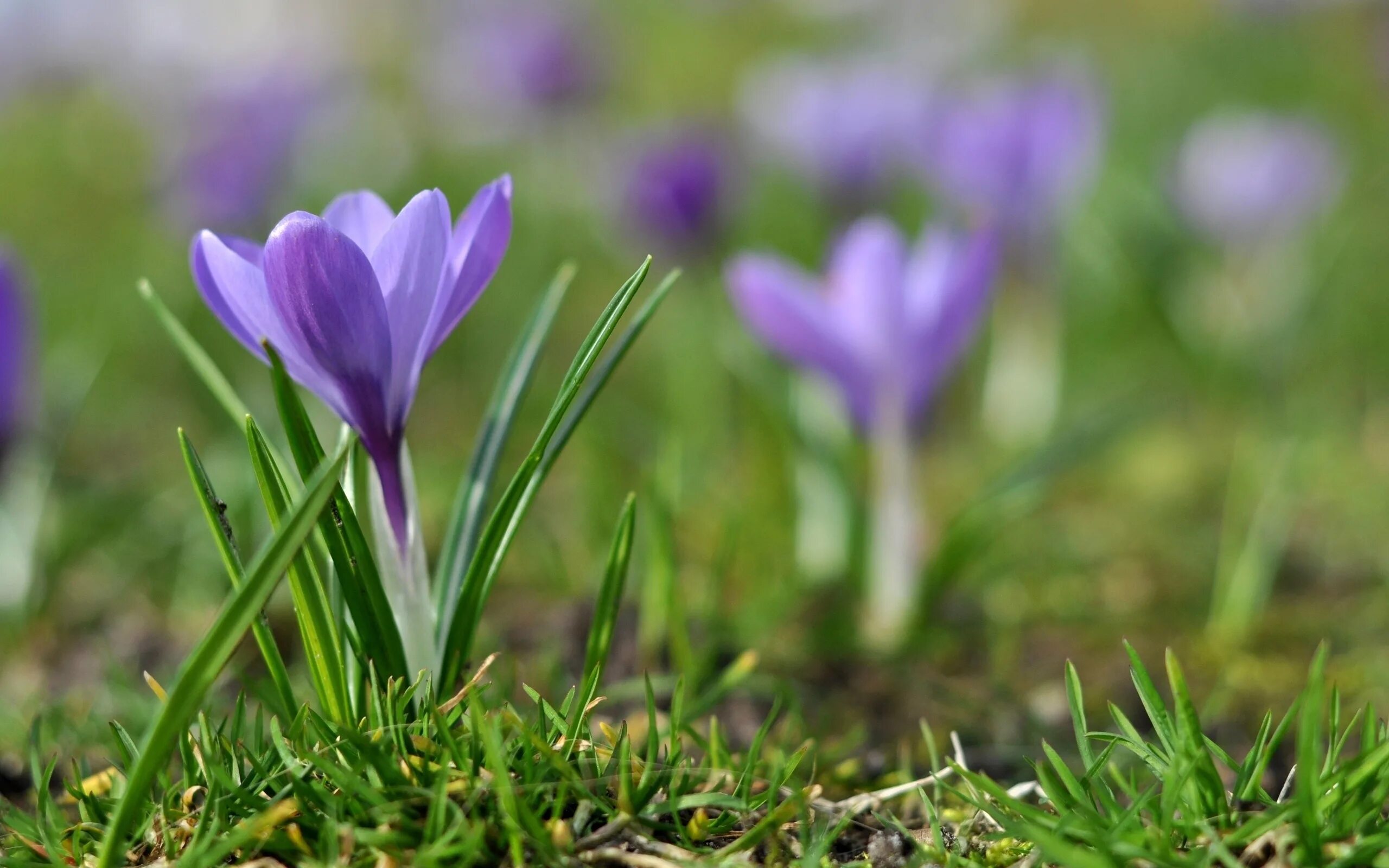Первоцвет сиреневый Крокус. Крокус фиолетовый первоцвет. Первоцветы (подснежники, крокусы, гиацинты).. Первоцветы подснежники крокусы. Какой первый весенний цветок