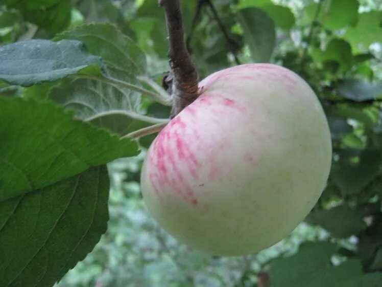 яблоня сорт московское зимнее. яблоня грушовка московская. яблоня грушовка московская. сорт яблок грушовка московская. яблоня колоновидная московская поздняя.