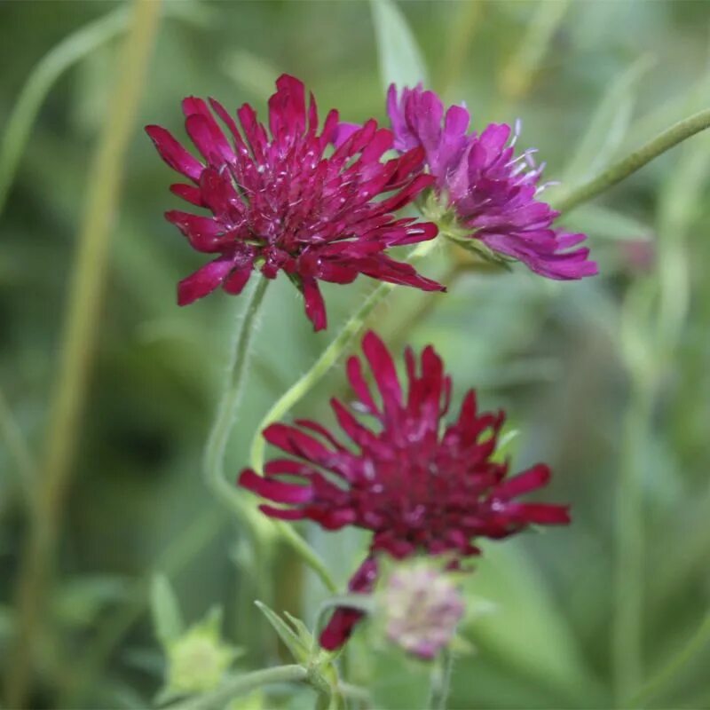 Короставник фото. Короставник полевой (Knautia arvensis). Короставник и скабиоза. Короставник Македонский. Короставник татарский (Knautia tatarica).