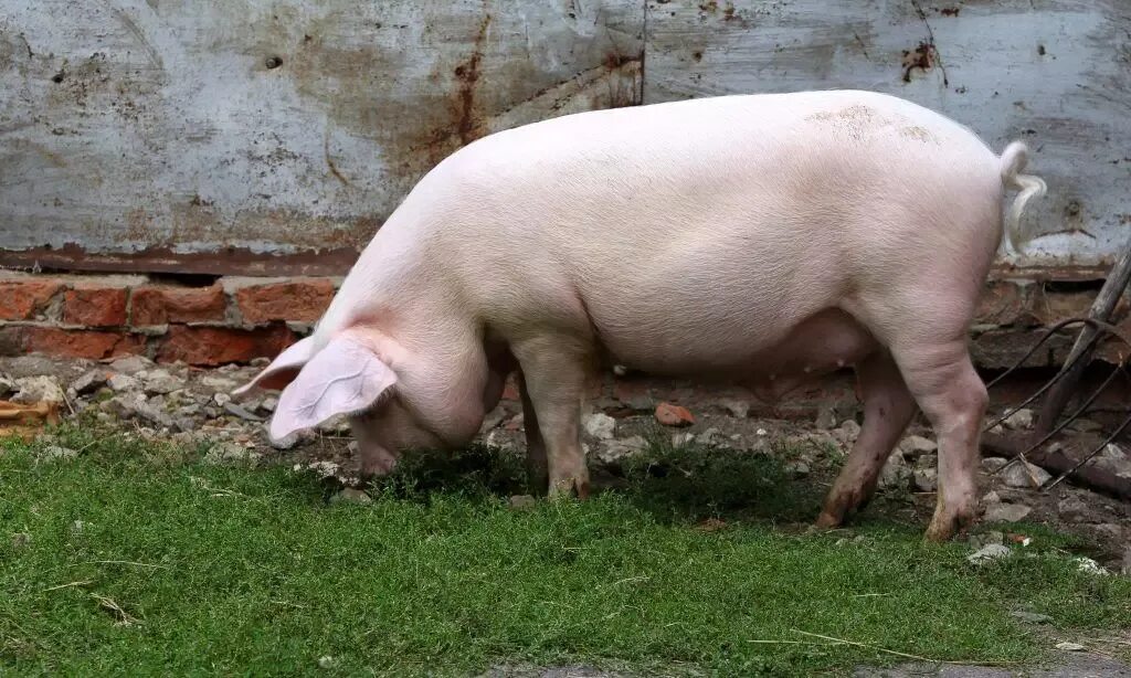 Литовская порода свиней. Литовская белая свинья. Украинская Степная белая порода свиней. Лакомб порода свиней. Степная свинья