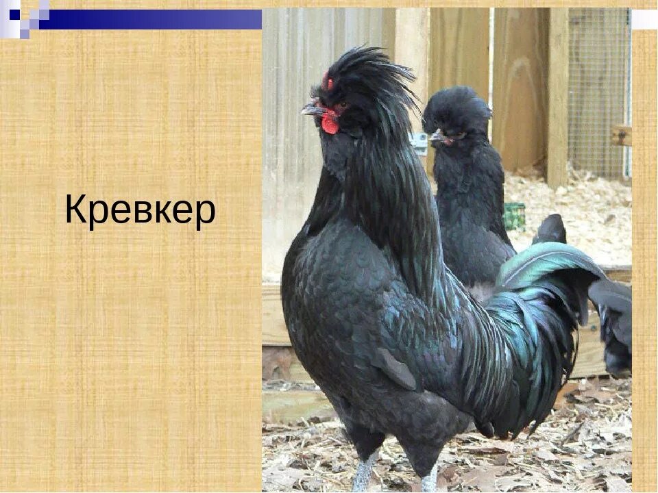 Куры название пород. Породы кур с фотографиями. Куры разных пород с названием. Название пород кур несушек.