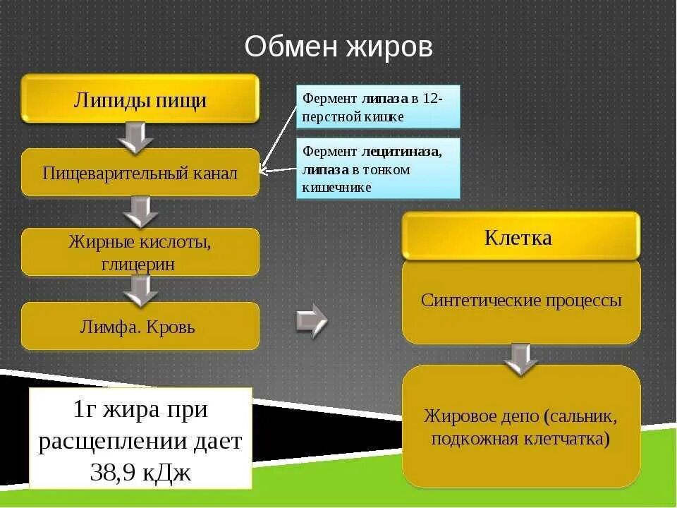 Процессы обмена жиров в организме. Схема обмена веществ жиров. Обмен жиров в организме схема. Особенности обмена жиров в организме.