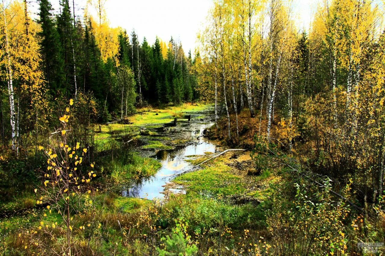 Каким будет лето в пермском крае. Соликамск природа. Лето в Пермском крае. Соликамск природа фото.