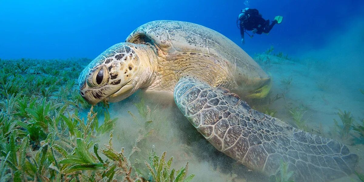 М морские обитатели. Морские животные. Морские животные картинки. Огромная морская черепаха. Животные живущие в воде.
