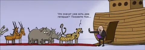 Сколько пар животных взял ной в ковчег