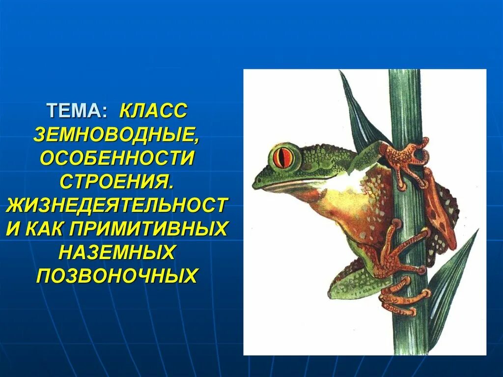 Главные особенности земноводных. Класс земноводные. Класс земноводные амфибии. Позвоночные земноводные. Земноводные животные презентация.