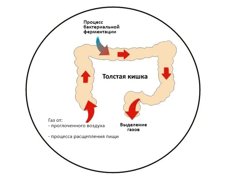 Образование газов в кишечнике. Механизм образования газов в кишечнике. Газообразование в ободочной кишке. Образование газа в кишечнике. Сильное образование газов
