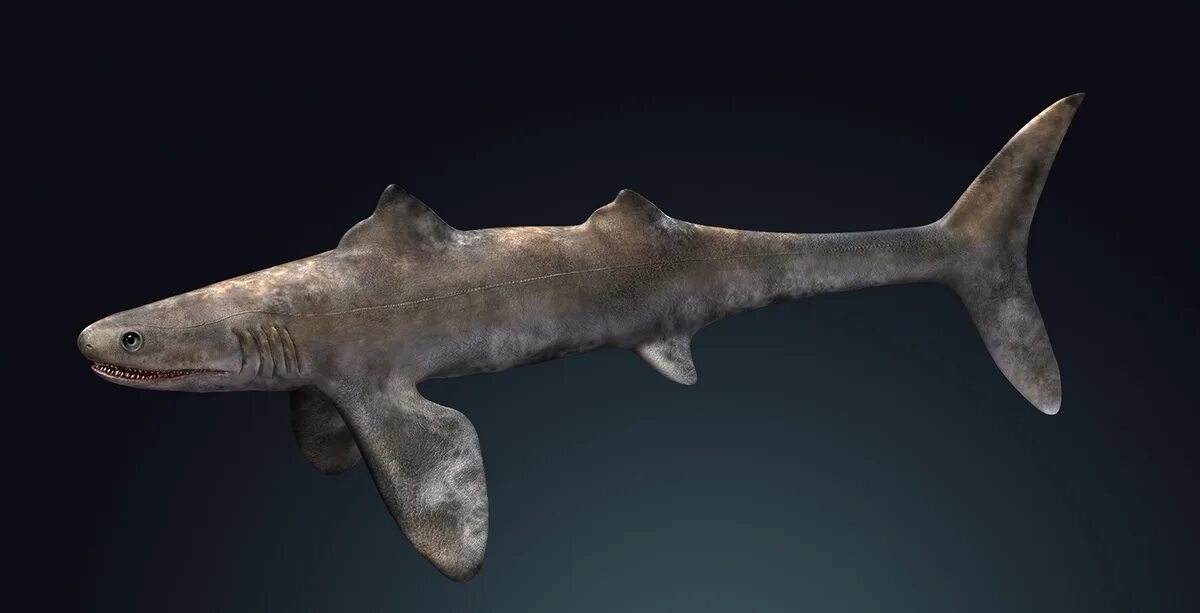 Как выглядела древняя акула Aquilolamna Prehistoric Wiki Fandom