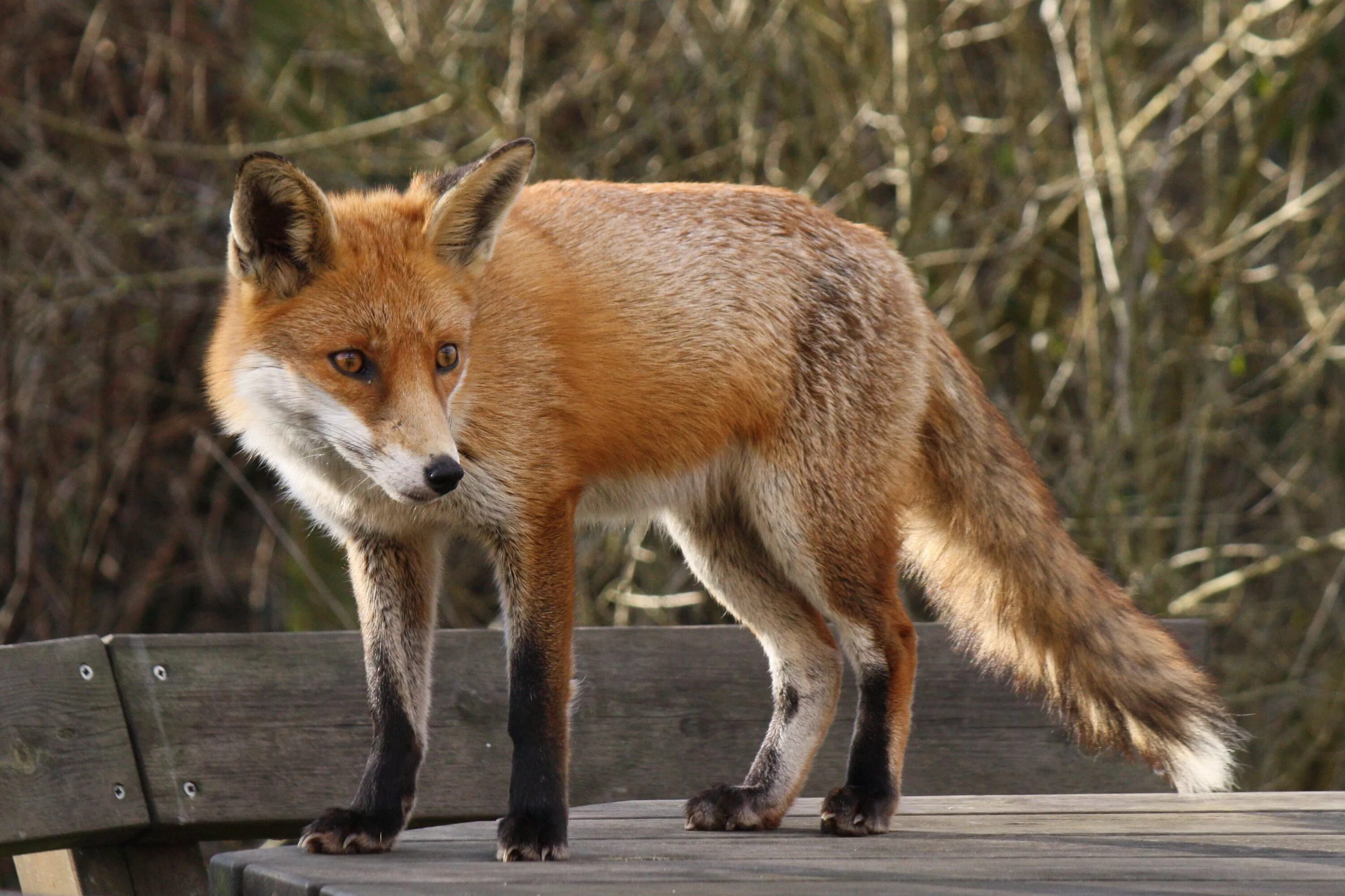 Лиса. Обыкновенная лисица. Лапки лисы. Фото Лис. Fox страна