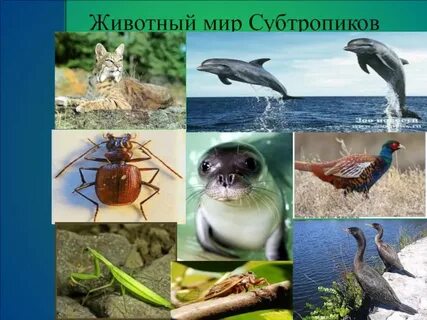 Животные субтропиков 4