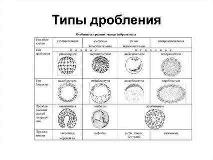 Дробление типы бластул