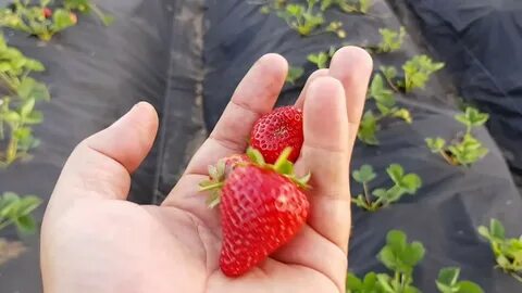 Кабрилло урожайность