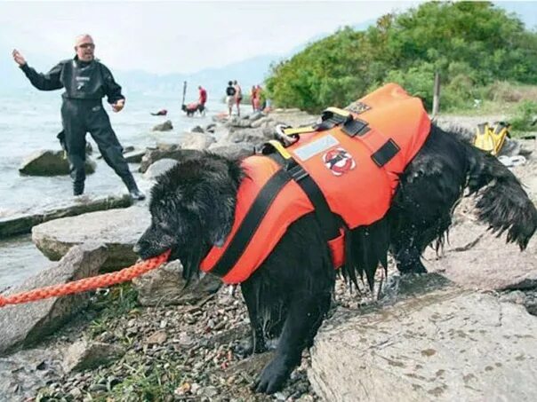 Спасутся люди видео. Собаки спасатели породы ньюфаундленд. Ньюфаундленд спасатель. Собака ньюфаундленд собака спасатель. Собака спасатель порода водолаз.