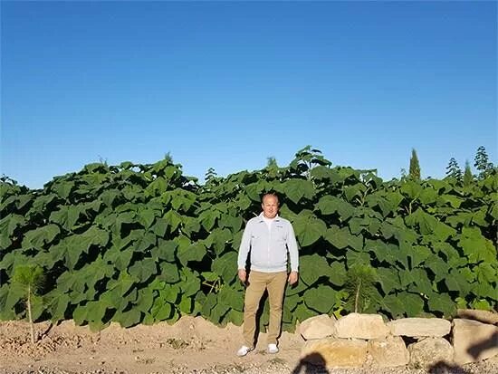 Павлония зет 07. Павловния сорт пао тонг z07. Павловния z07. Павловния z07 pao tong (super hybrid). Павловния z07 pao tong (super hybrid).