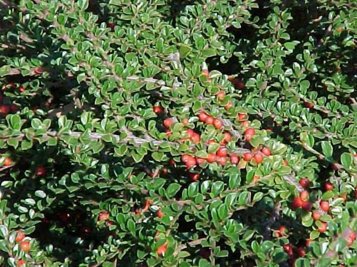 Кизильник perpusillus. Кизильник horizontalis. Кизильник крошечный (Cotoneaster perpusillus). Кизильник Гиссарский.