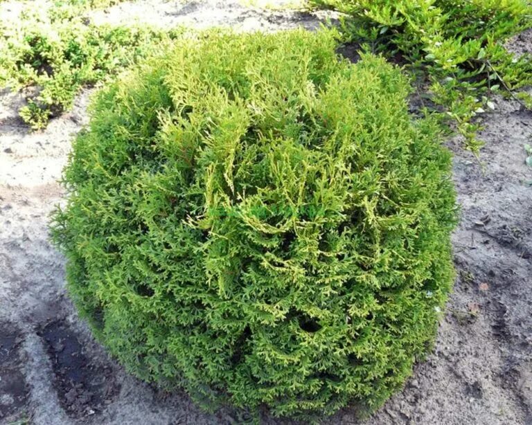 Тини тим описание. Туя Западная тайни тим. Туя Западная (Thuja occidentalis tiny tim). Туя Западная шаровидная"tiny tim". Туя Западная Тини тим (Thuja occidentalis tiny tim).