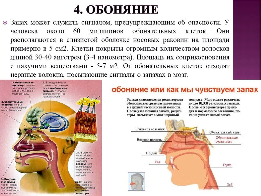 Запах сигарет в носу. Обоняние. Обоняние человека. Обоняние запахи. Восприятие запахов.