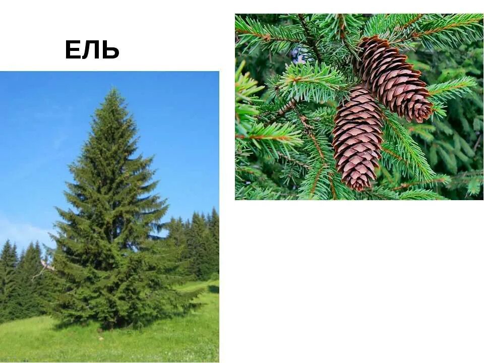 Ели пихты лиственницы сосны