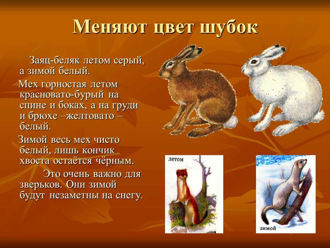 Горностай и ласка. Заяц меняет цвет шубки. Кто из животных меняет шубу на зиму. Меняет цвет меха. Меняет цвет меха.