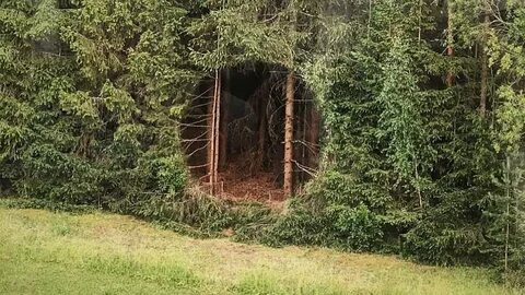 Forest hole