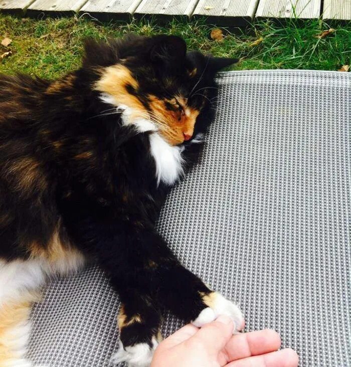 Кот ослеп. Слепые кошки. котенок ослеп. слепые коты фото.