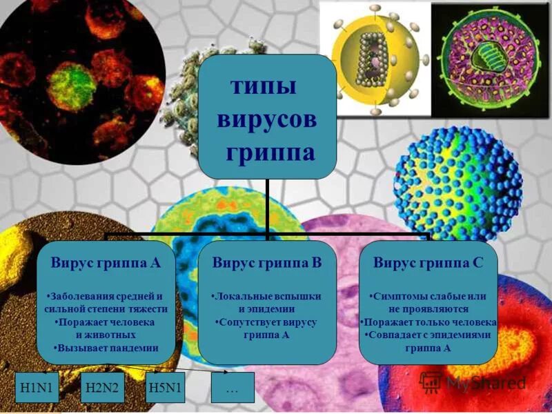 Виды вирусов гриппа. Типы вирусов. Грипп типа а. Классификация вируса гриппа. Опишите профилактику вирусных заболеваний