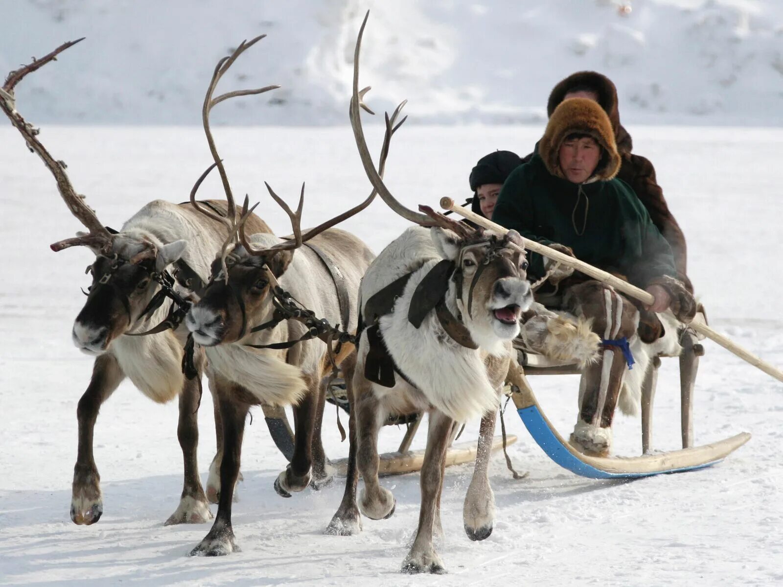 Народы севера ханты и манси. Ханты блю. Малица манси. Округ хмао югра. Ненцы ямало ненецкий автономный округ.