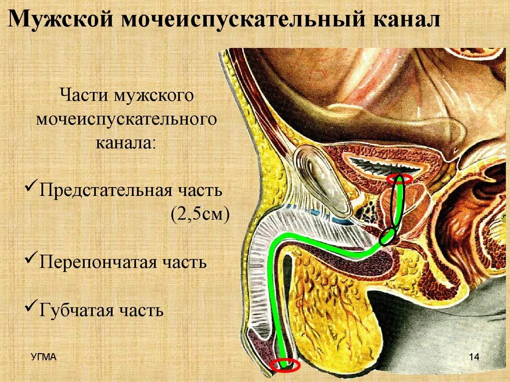 Канал мочи у мужчин. Внутренний сфинктер мочеиспускательного канала расположен. Наружный сфинктер мужского мочеиспускательного канала расположен:. Топографическая анатомия мужской уретры. Непроизвольный сфинктер мужского мочеиспускательного канала.