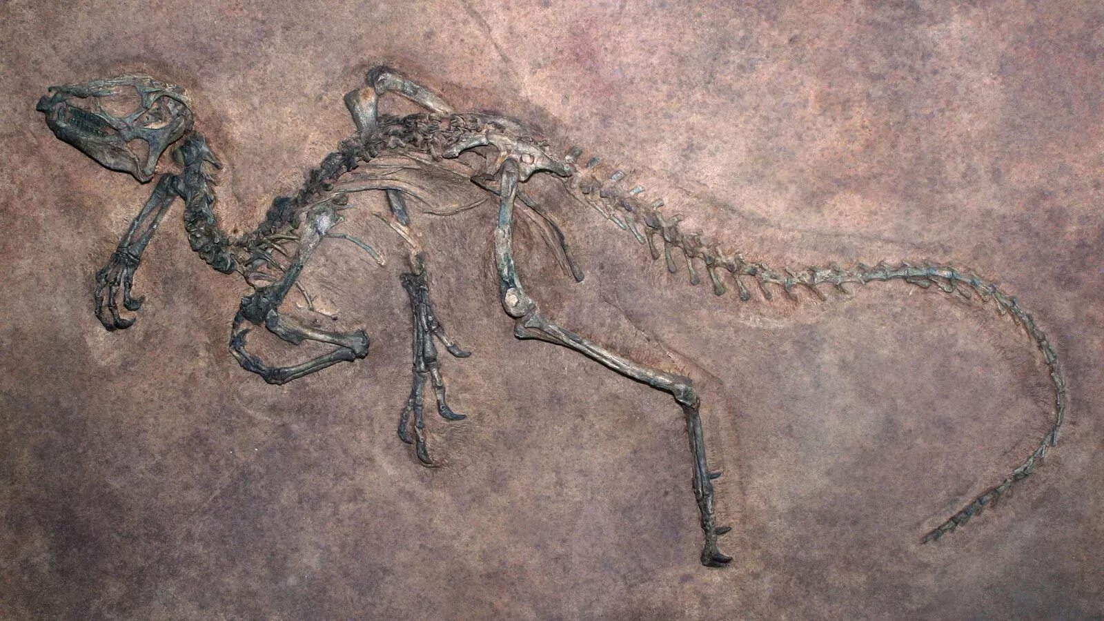 Беллерофонт окаменелость. Птерозавр окаменелости. Палеонтология окаменелости. Эволюционная палеонтология.