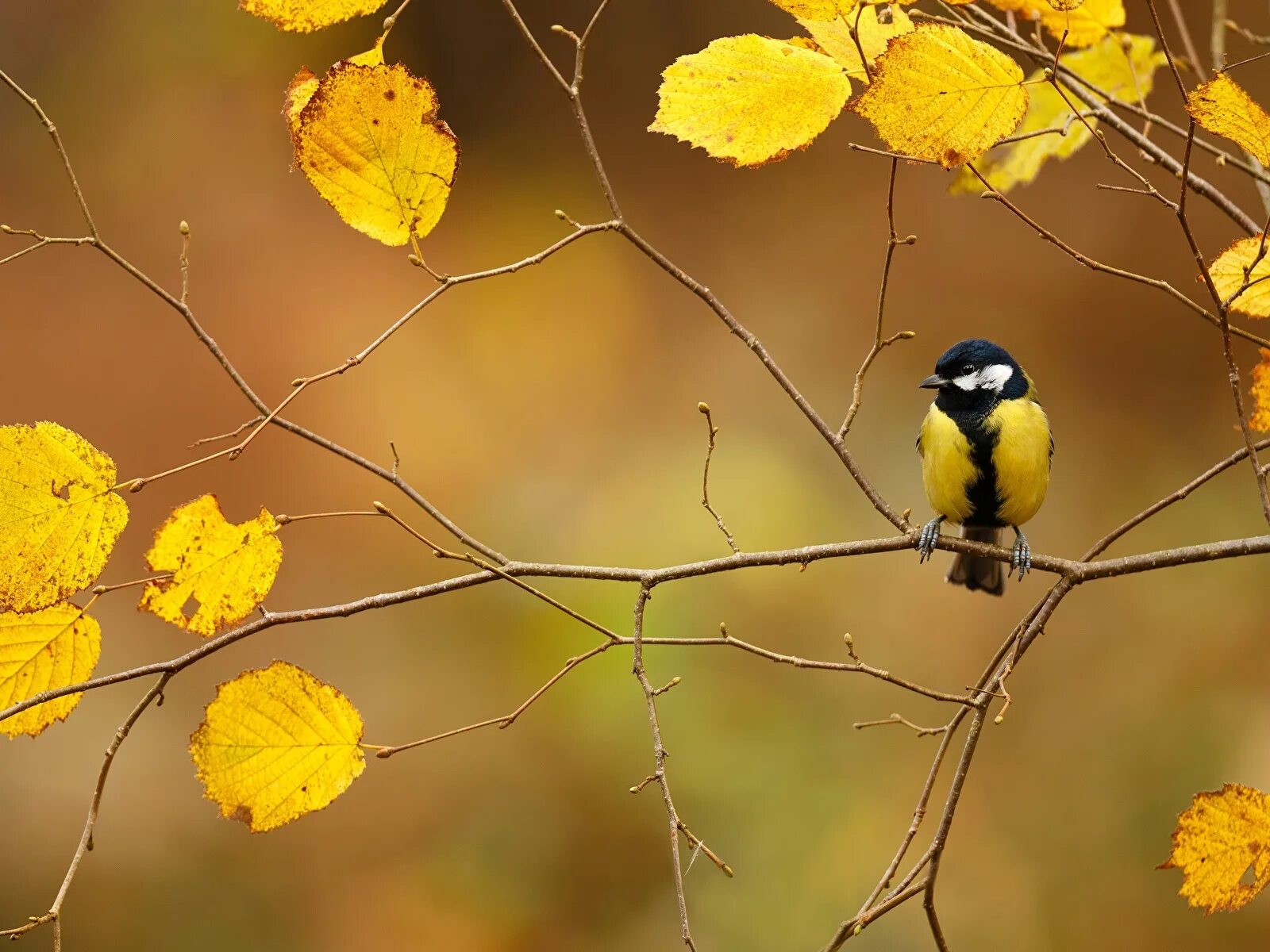 На ветки клена сели птицы. Осенние птицы. Осень птицы. Птицы осенью. Синица осенью.