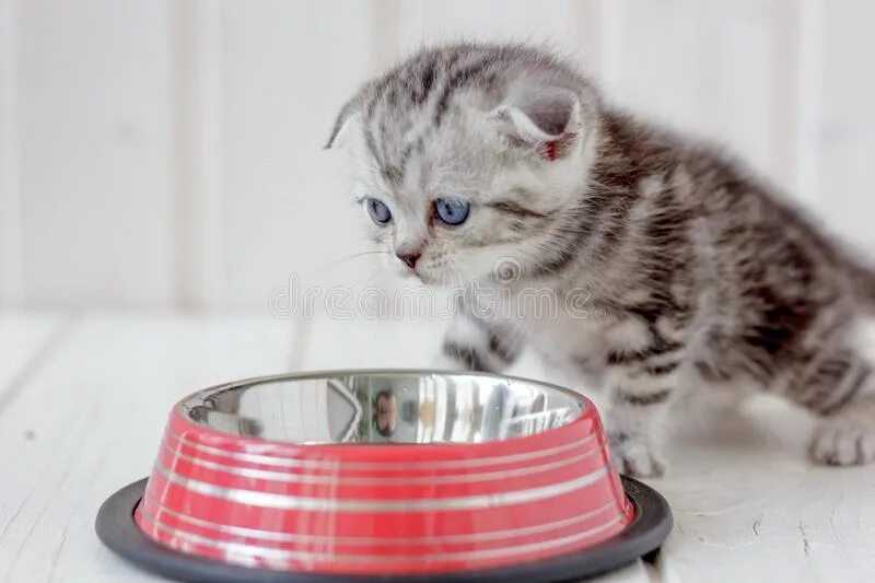 Empty cat