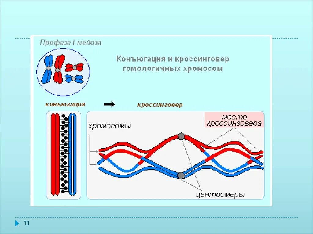 Конъюгация и кроссинговер. Факторы влияющие на кроссинговер. Мейоз кроссинговер и конъюгация. Генетический эффект кроссинговера.